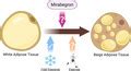 mirabegron sketchy|Mirabegron: The most promising adipose tissue beiging agent.